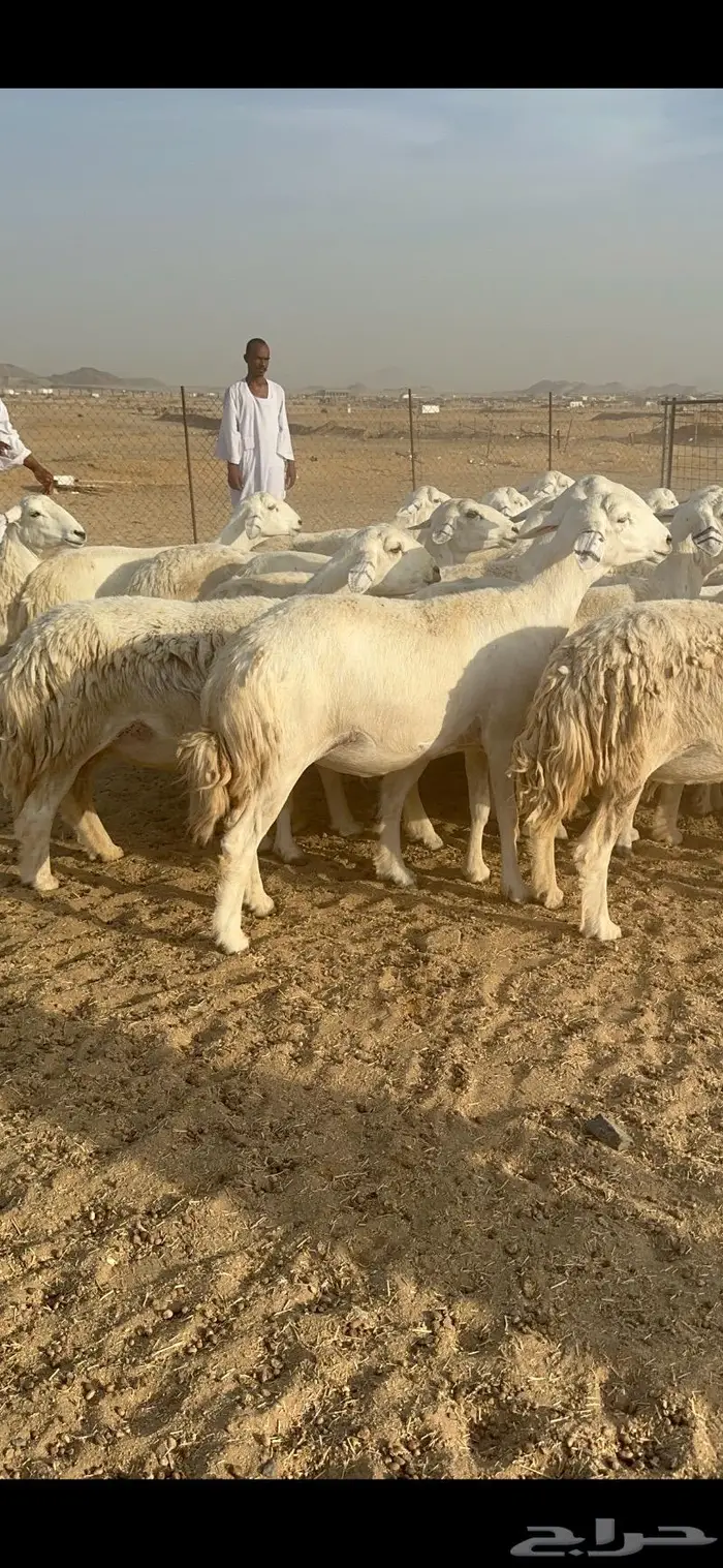 غنم حرية جروم مراح واحد وسم واحد 91 5