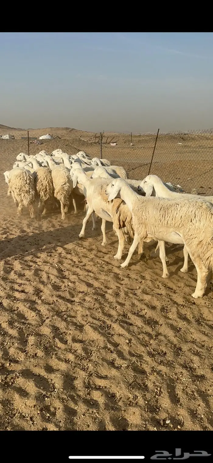 غنم حرية جروم مراح واحد وسم واحد 91 6