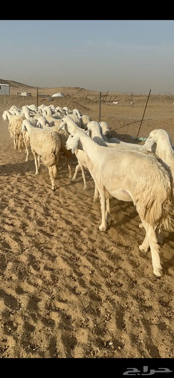 غنم حرية جروم مراح واحد وسم واحد 91 7