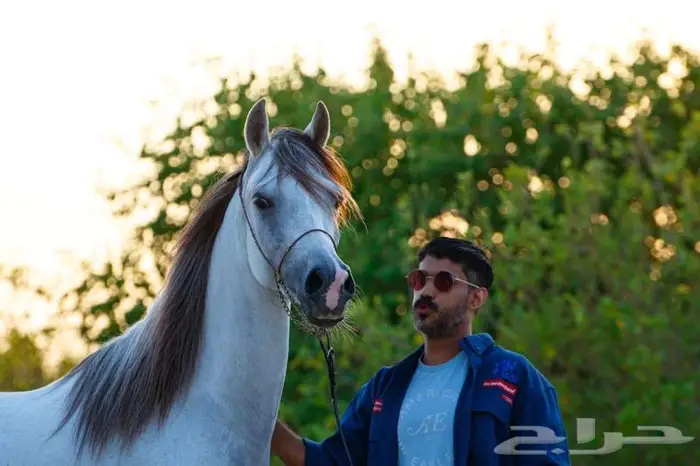 تدريب ركوب -إيواء خيل - عسف - إيجار يومي 1