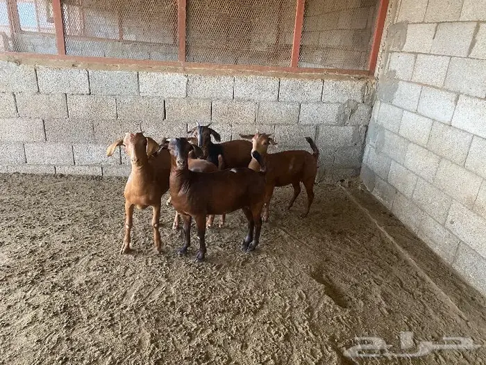 اجفار هجين فاخر بورقوت (كلهاري ) 1