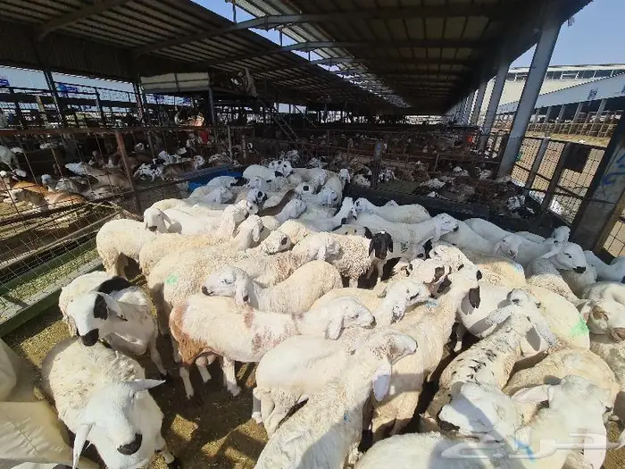 طليان سواكني مرباه جميع الاحجام ويوجد خدمة ذبح وتوصيل للباب 14