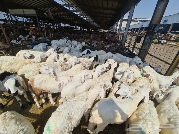 طليان سواكني مرباه جميع الاحجام ويوجد خدمة ذبح وتوصيل للباب 12