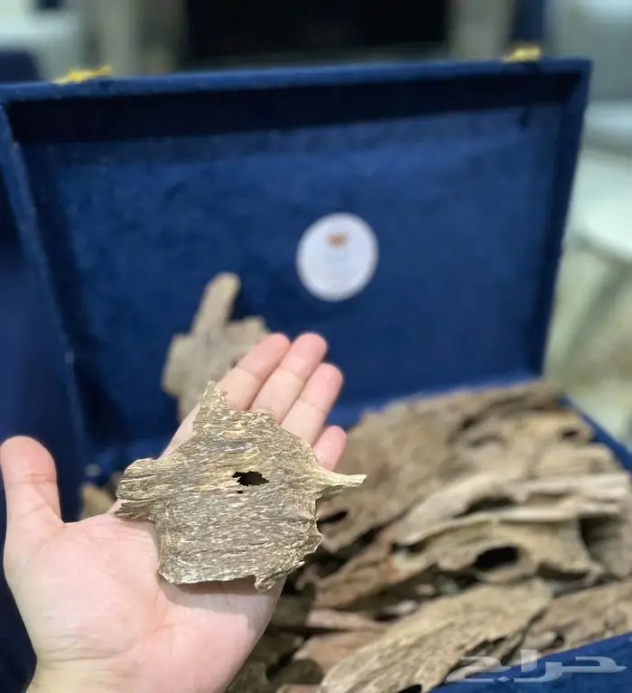 عود لاوسي قديم نادر عود غابات معمرة 3