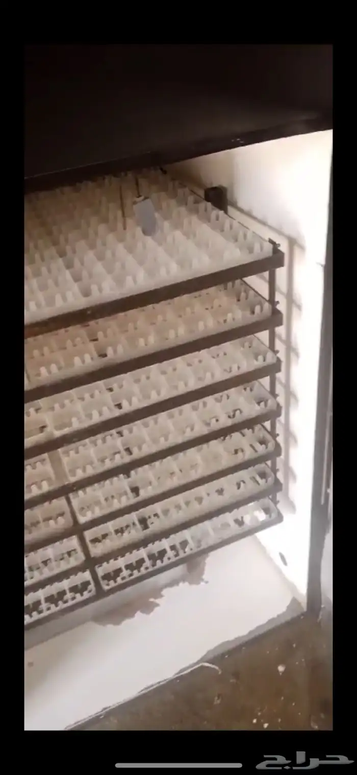 فقاسة دانة التميز فل تماتيك 3