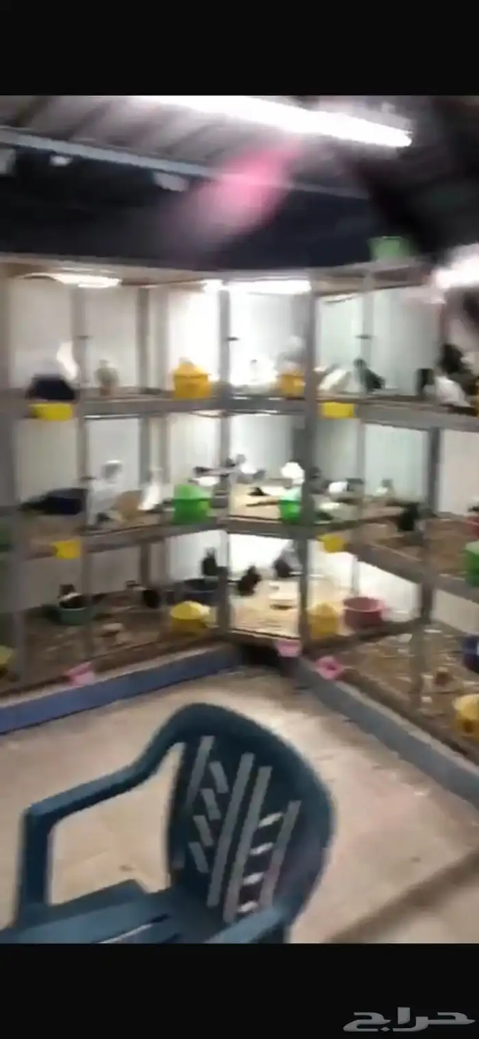 اقفاص محاكر حمام حديد 3