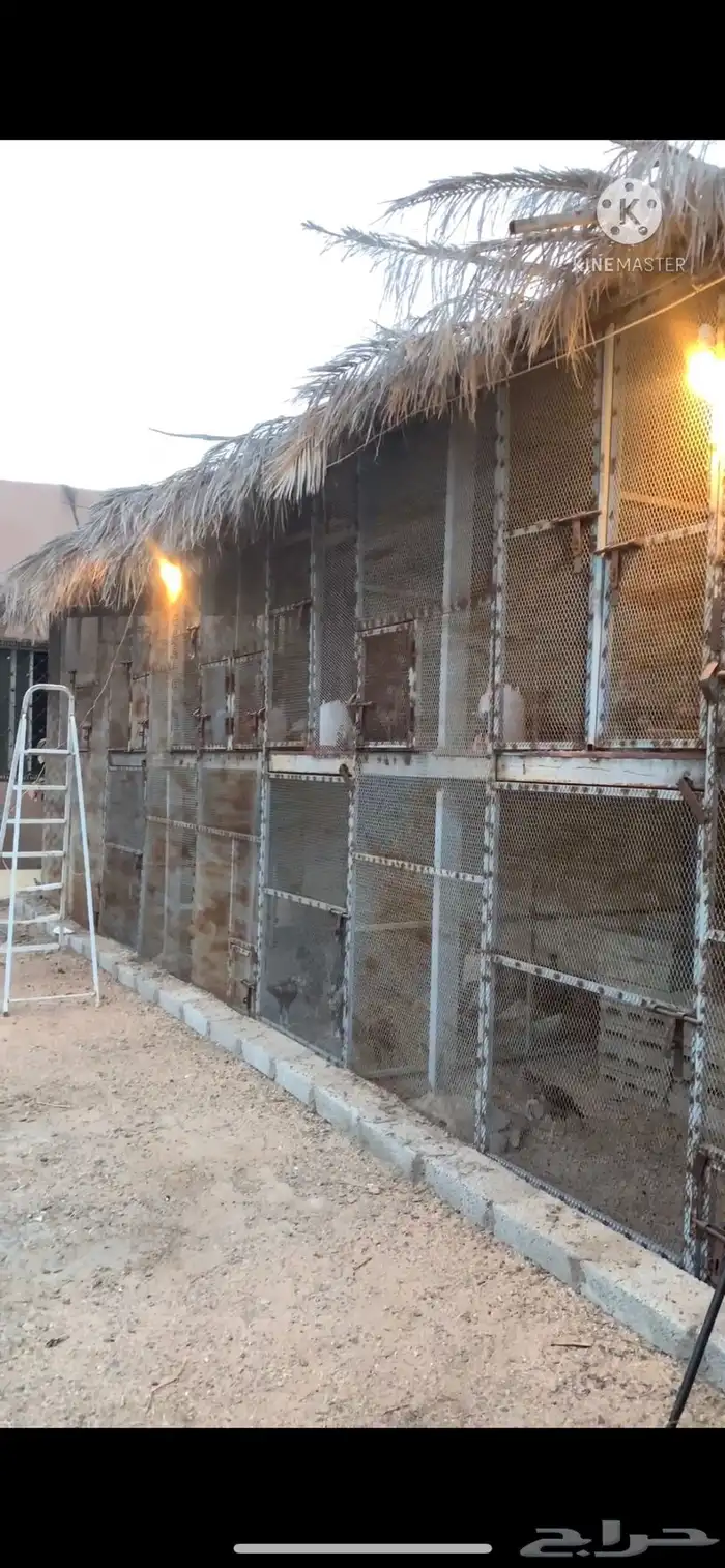 تبني جميع انواع الكائنات الحيه 3