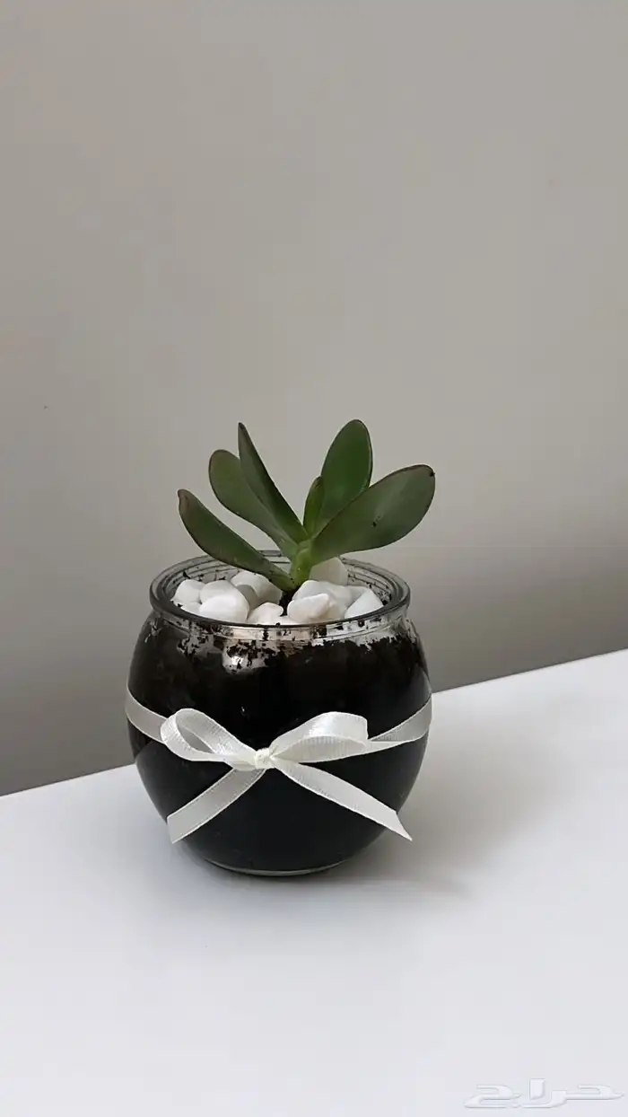 نبات زينه وتوزيعات افراح 3