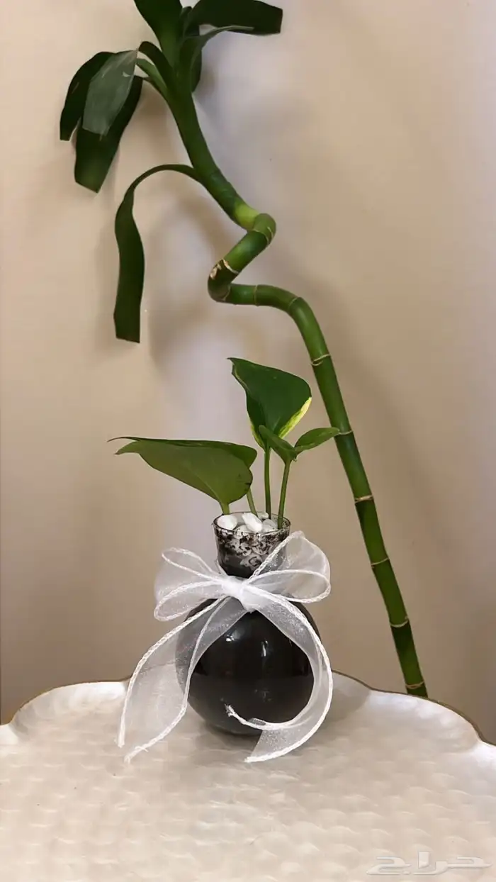 نبات زينه وتوزيعات افراح 2