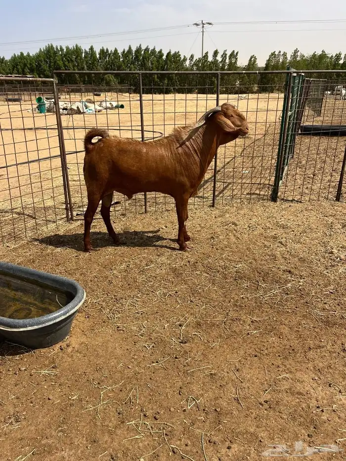 تيس فحل ادهم( تمم البيع ) 0