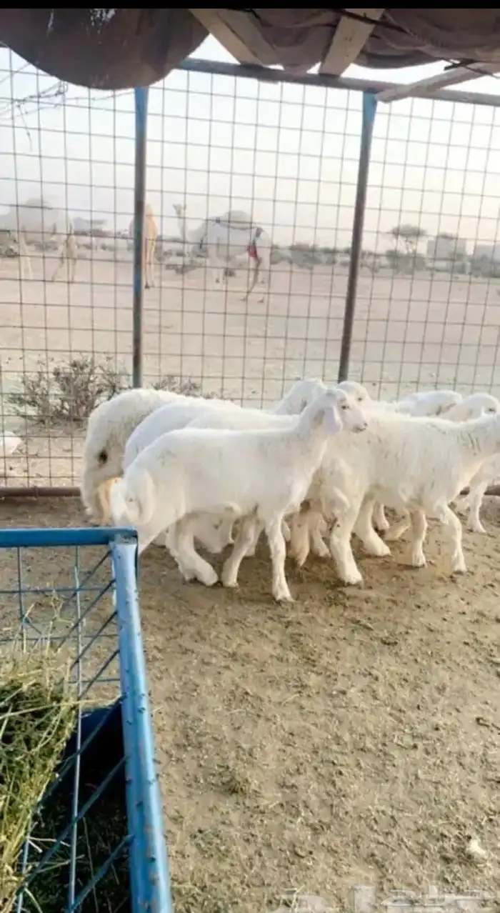 ذبايح حرية 8