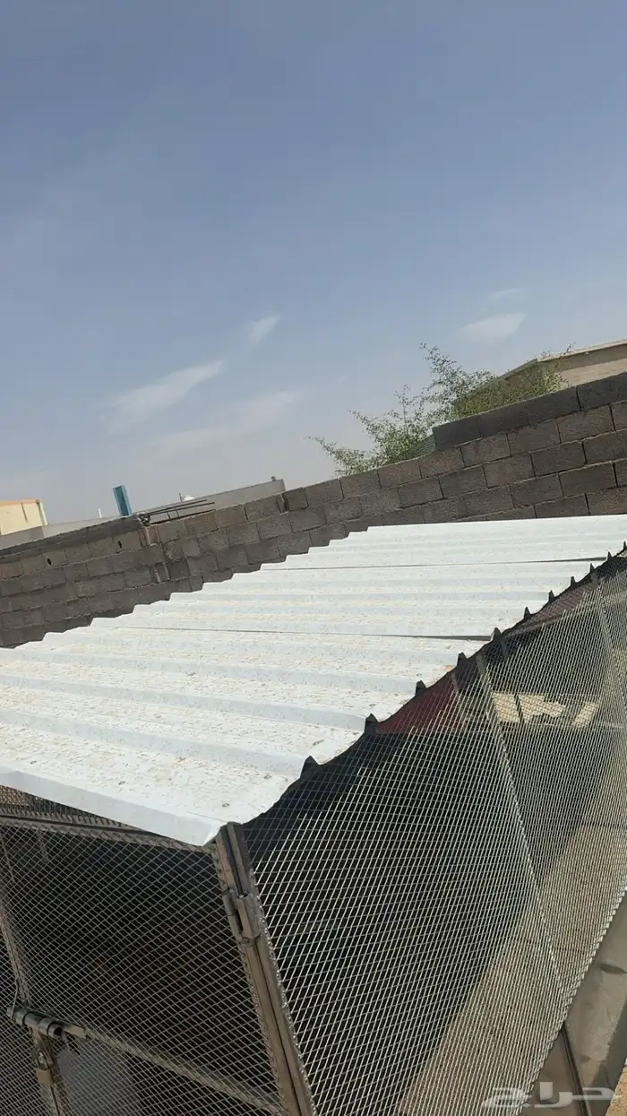 شبك دجاج جديد 1