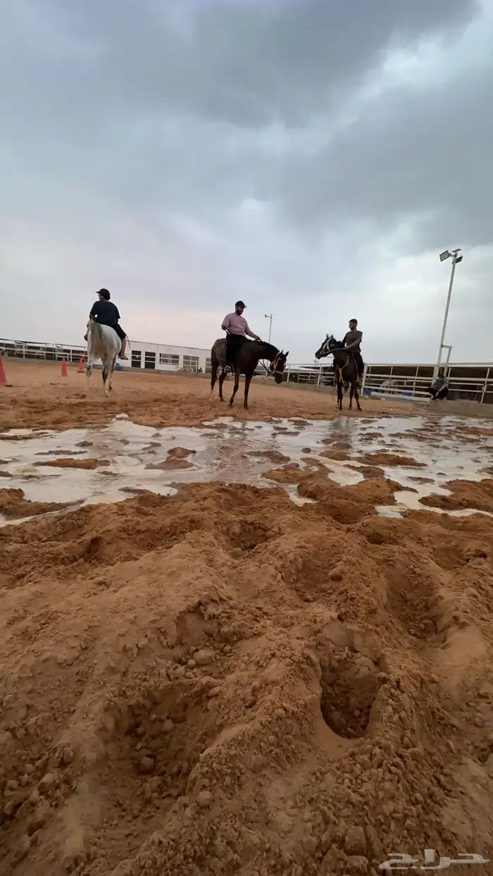 تدريب على ركوب الخيل (جمعنا لكم بين الخبرة والعلم) 8