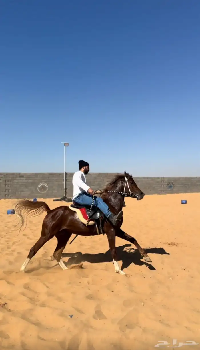 تدريب على ركوب الخيل (جمعنا لكم بين الخبرة والعلم) 6