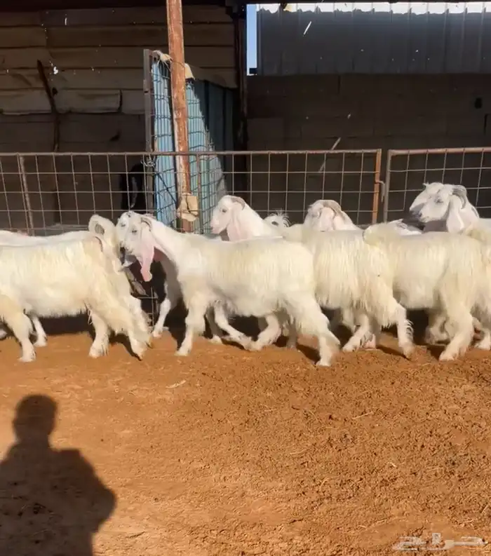 جفار عوارض بيض صافيه صنف تم البيع 2