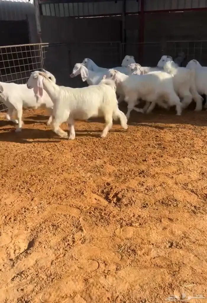 جفار عوارض بيض صافيه صنف تم البيع 1