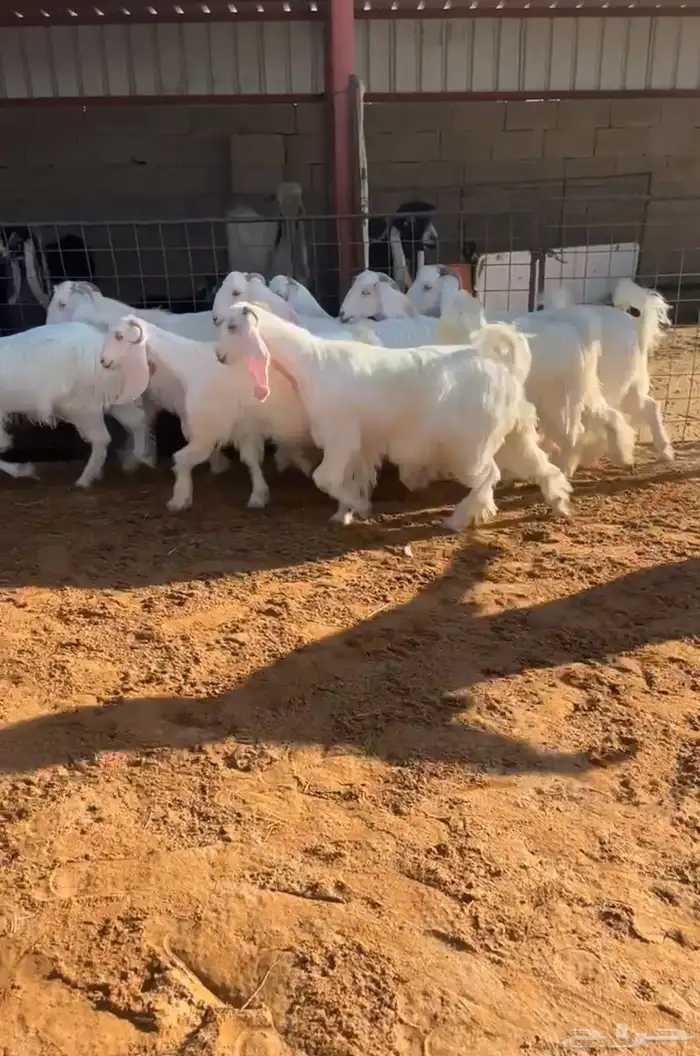 جفار عوارض بيض صافيه صنف تم البيع 0