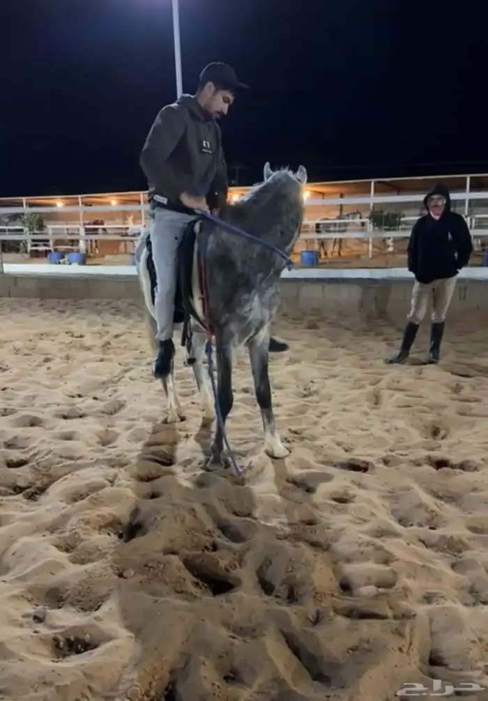 تدريب على ركوب الخيل (جمعنا لكم بين الخبرة والعلم) 5