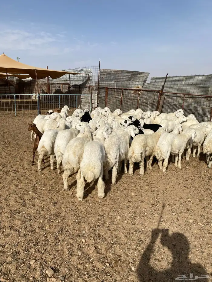 طليان حرية من حلال الطائف (. تيوس بلدي ) 7