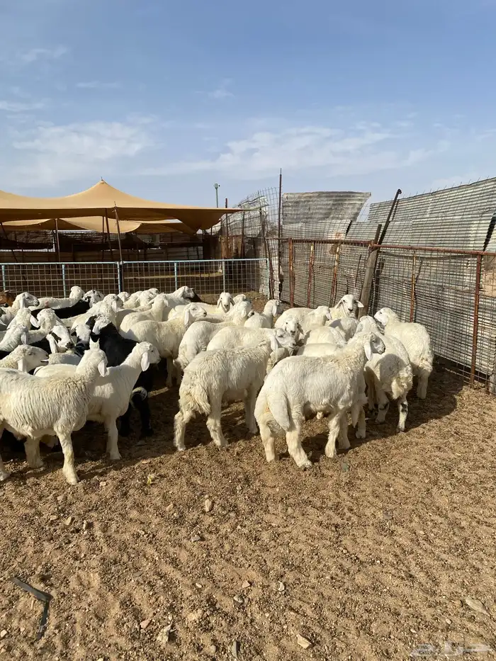 طليان حرية من حلال الطائف (. تيوس بلدي ) 6
