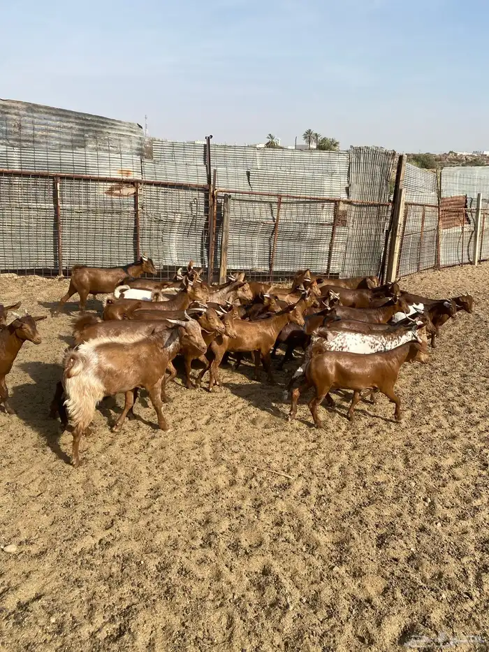 طليان حرية من حلال الطائف (. تيوس بلدي ) 4