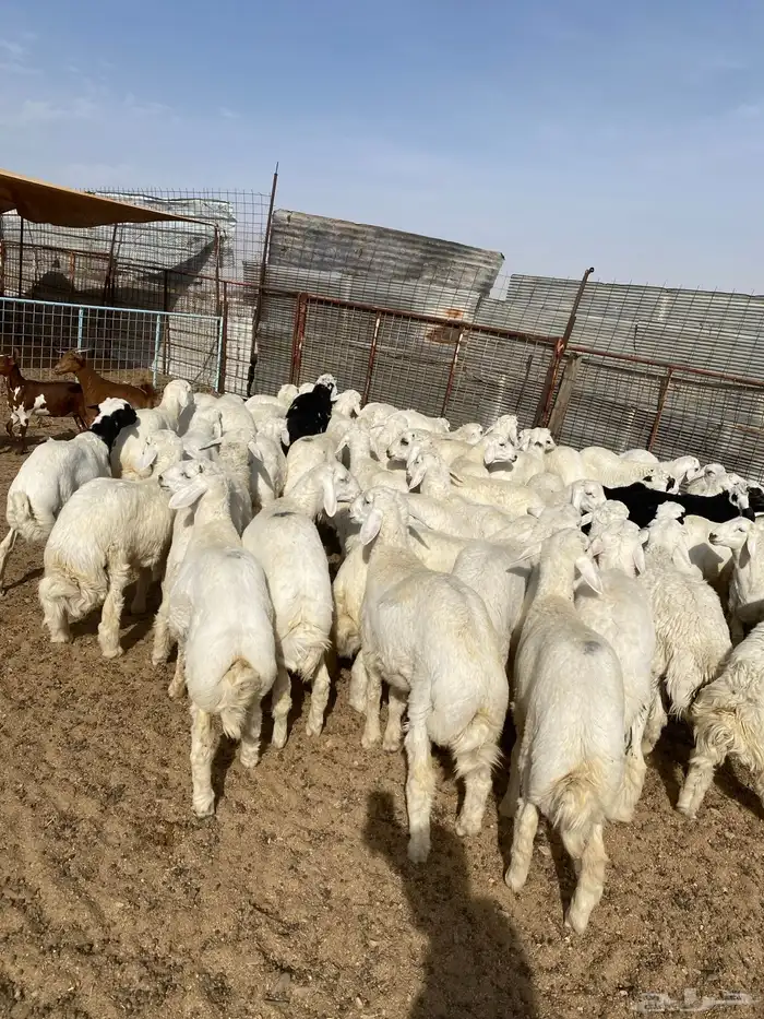 طليان حرية من حلال الطائف (. تيوس بلدي ) 8