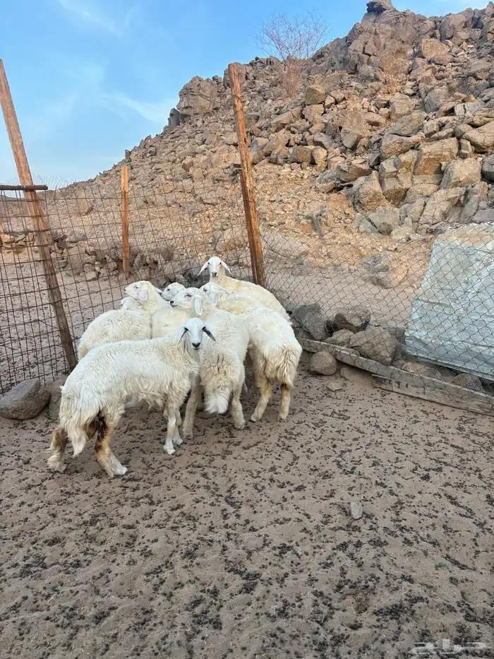 الشميسي طريق الخواجات 2
