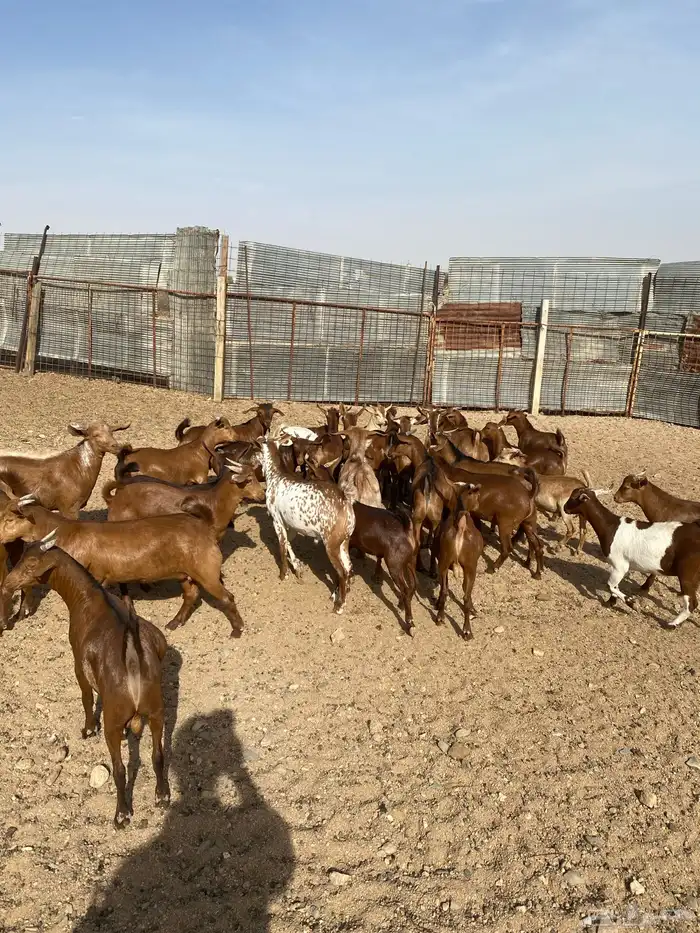 طليان حرية من حلال الطائف (. تيوس بلدي ) 1