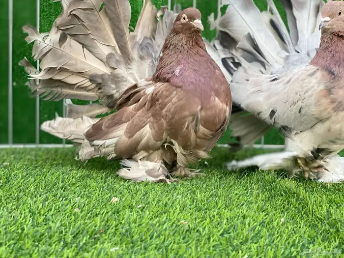 رقاص امريكي ( تم البيع ) 3