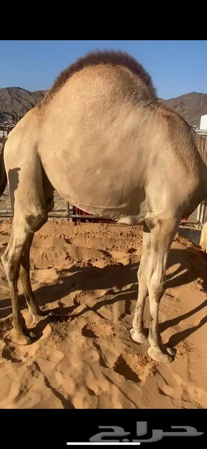 للبيع القعدان الكفو للمبادي وزواجات 6