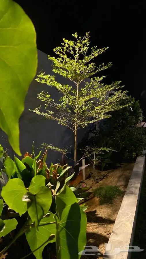 منتجع للايجار   رياض الخبراء 40