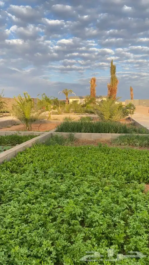 منتجع للايجار   رياض الخبراء 20