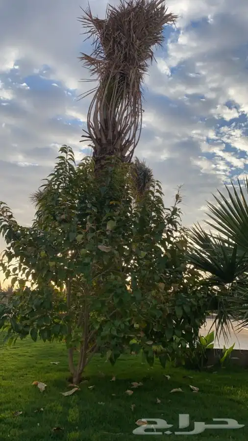 منتجع للايجار   رياض الخبراء 16