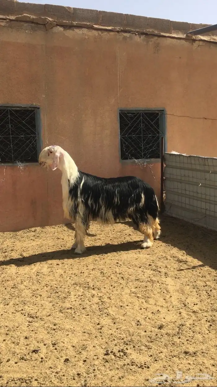 عروض النجد رقم 3 حلال ابو حمدان الحبابي 6