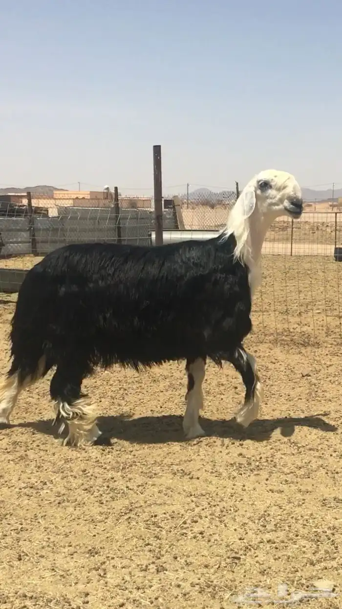 عروض النجد رقم 3 حلال ابو حمدان الحبابي 8