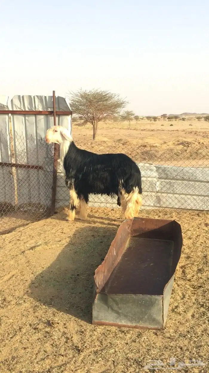 عروض النجد رقم 3 حلال ابو حمدان الحبابي 11