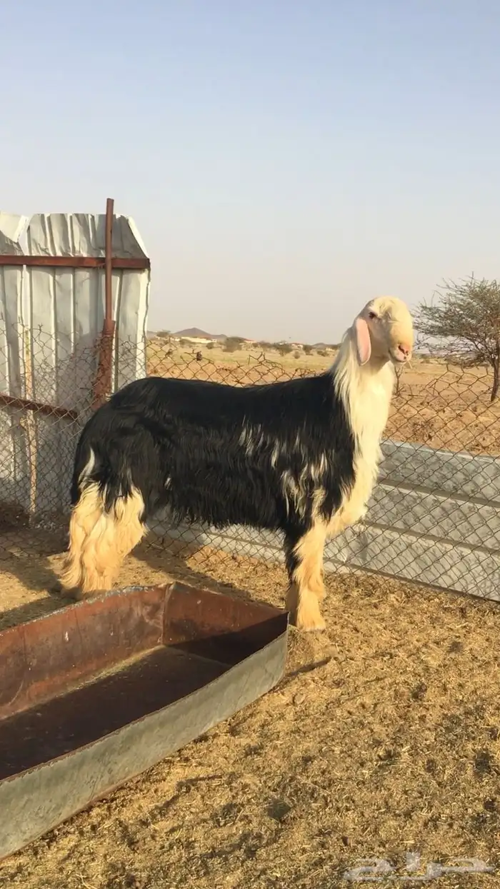عروض النجد رقم 1 حلال ابو حمدان الحبابي 60