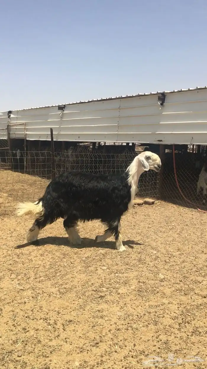 عروض النجد رقم 3 حلال ابو حمدان الحبابي 7