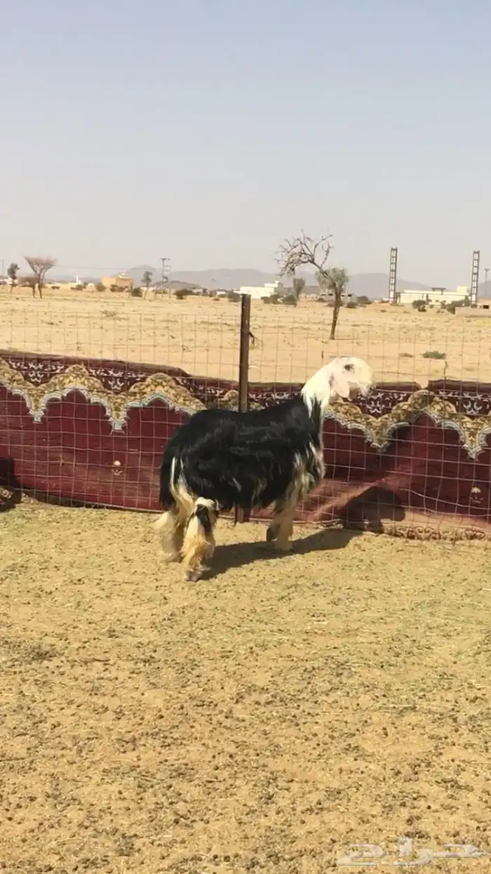عروض النجد رقم 3 حلال ابو حمدان الحبابي 5