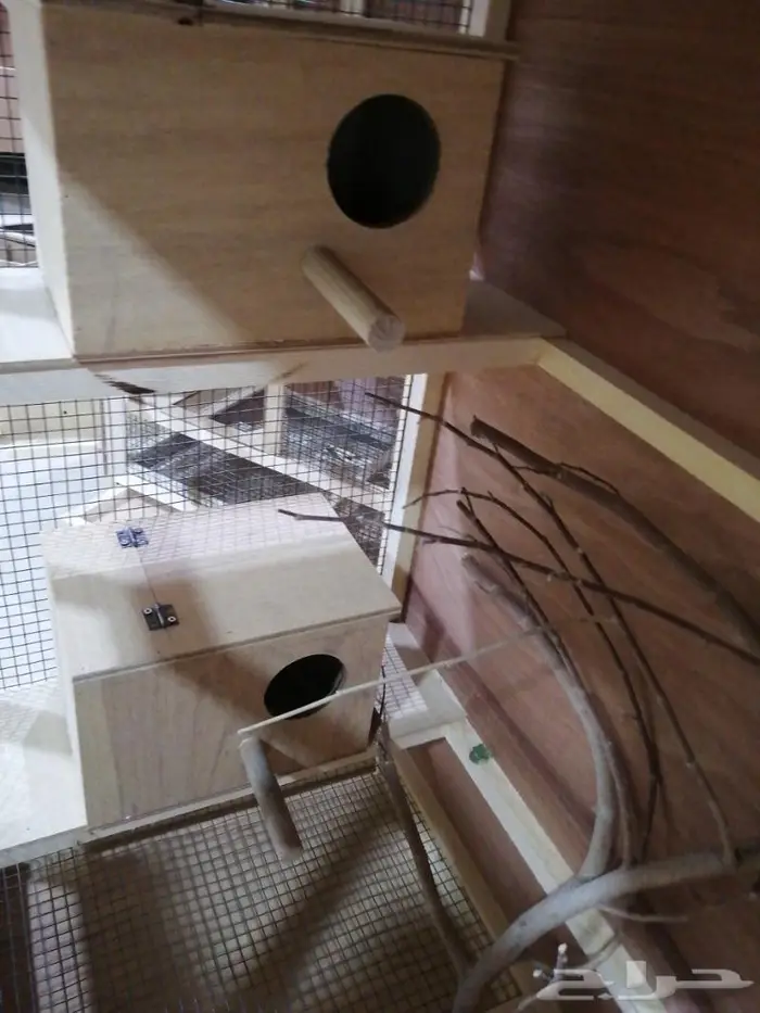 قفص عصافير 5