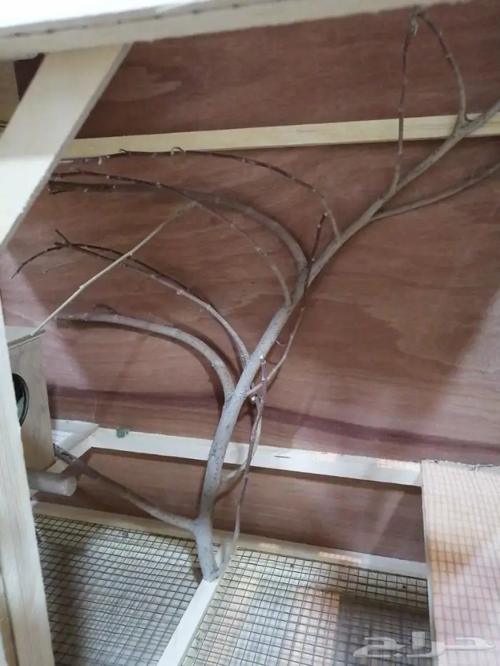 قفص عصافير 6