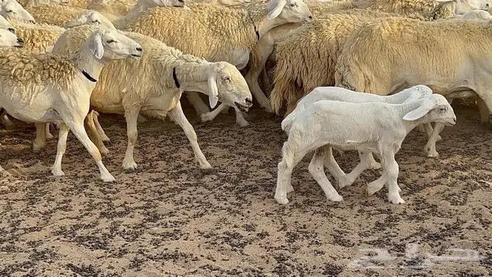 رخال حرش صنف نوادر 78 بالفحول تحتها 3 8