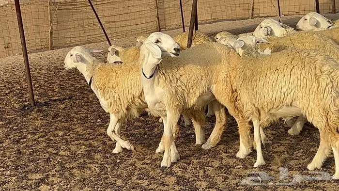رخال حرش صنف نوادر 78 بالفحول تحتها 3 10
