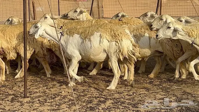 رخال حرش صنف نوادر 78 بالفحول تحتها 3 7
