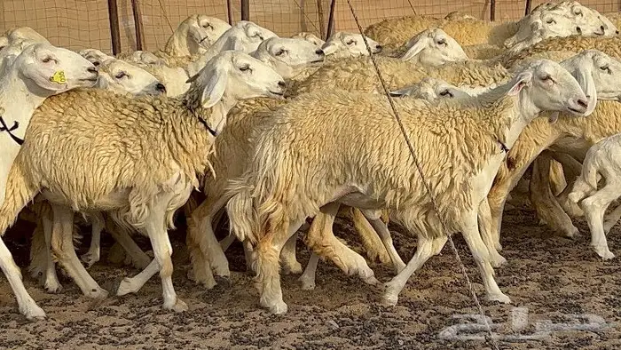 رخال حرش صنف نوادر 78 بالفحول تحتها 3 11
