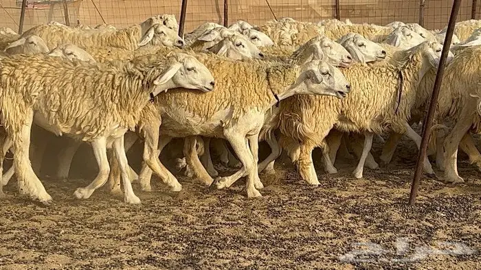 رخال حرش صنف نوادر 78 بالفحول تحتها 3 12