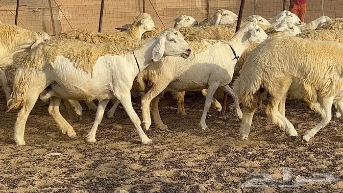 رخال حرش صنف نوادر 78 بالفحول تحتها 3 9