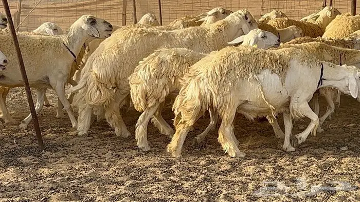 رخال حرش صنف نوادر 78 بالفحول تحتها 3 13