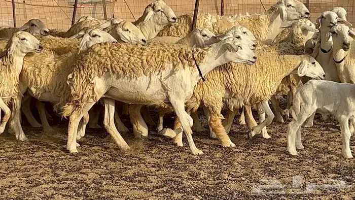 رخال حرش صنف نوادر 78 بالفحول تحتها 3 14