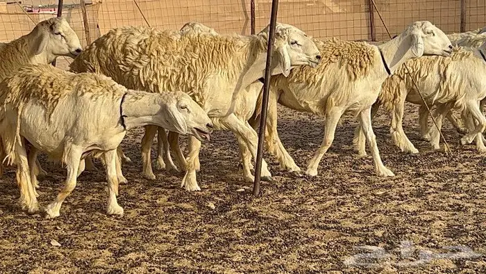 رخال حرش صنف نوادر 78 بالفحول تحتها 3 15